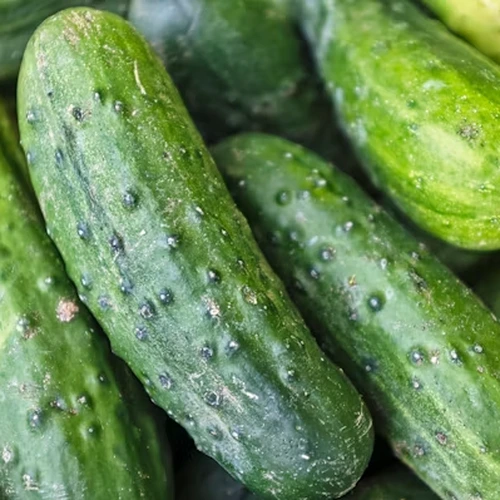 Cucumber