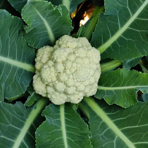 Cauliflower